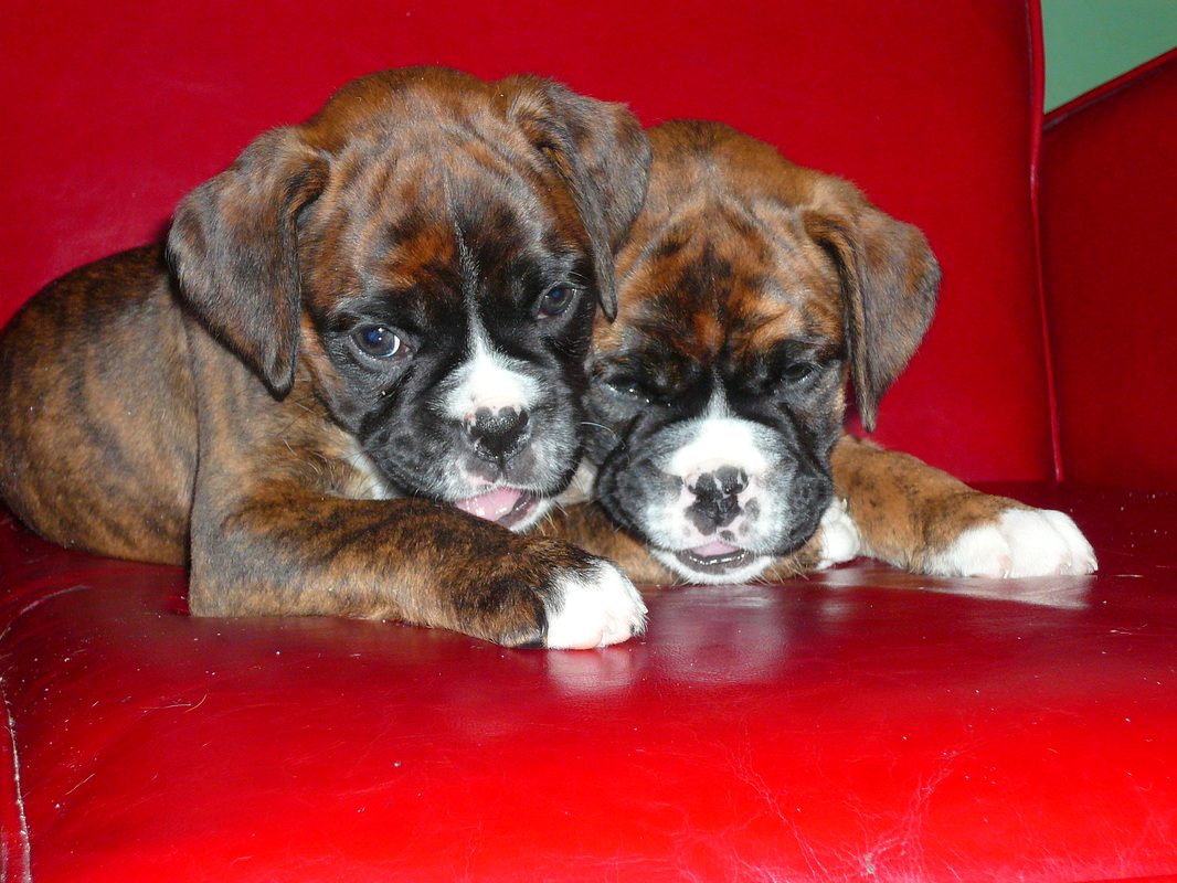 chunky miruby boxer pups, KC registered, sansonoaks, norwatch, first mate, lovely brindle/white, 