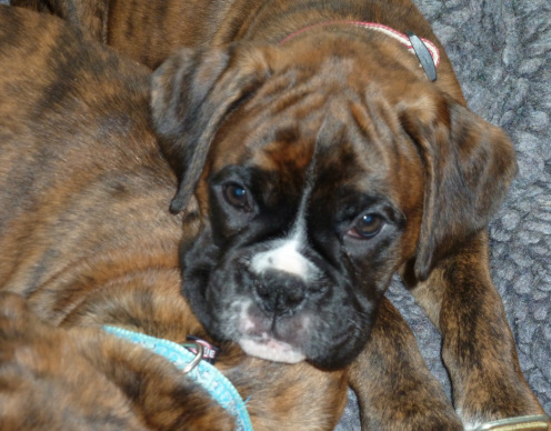 KC registered, miruby boxer pup, good head, clear hearts, good hips, chunky puppies, good temperament, outgoing, brindle & white, 