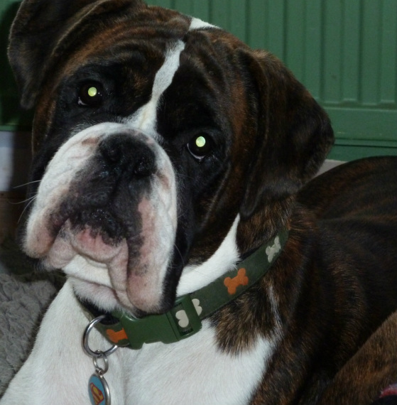crufts, flashy boxer dog, first mate, expression, good bone, clear hearts
