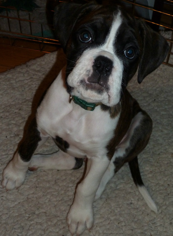 great expression, chunky pups, good bone, fully pigmented, miruby boxers, cambridgeshire,flashy brindle/white