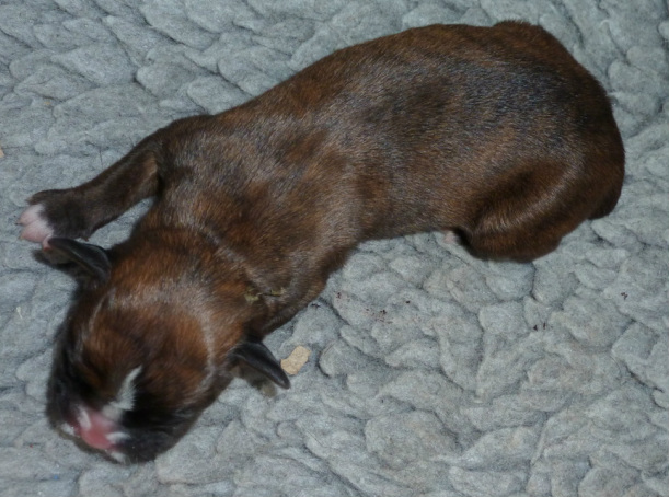 KC registered, quality puppies, miruby boxer pups, well boned chunky pups