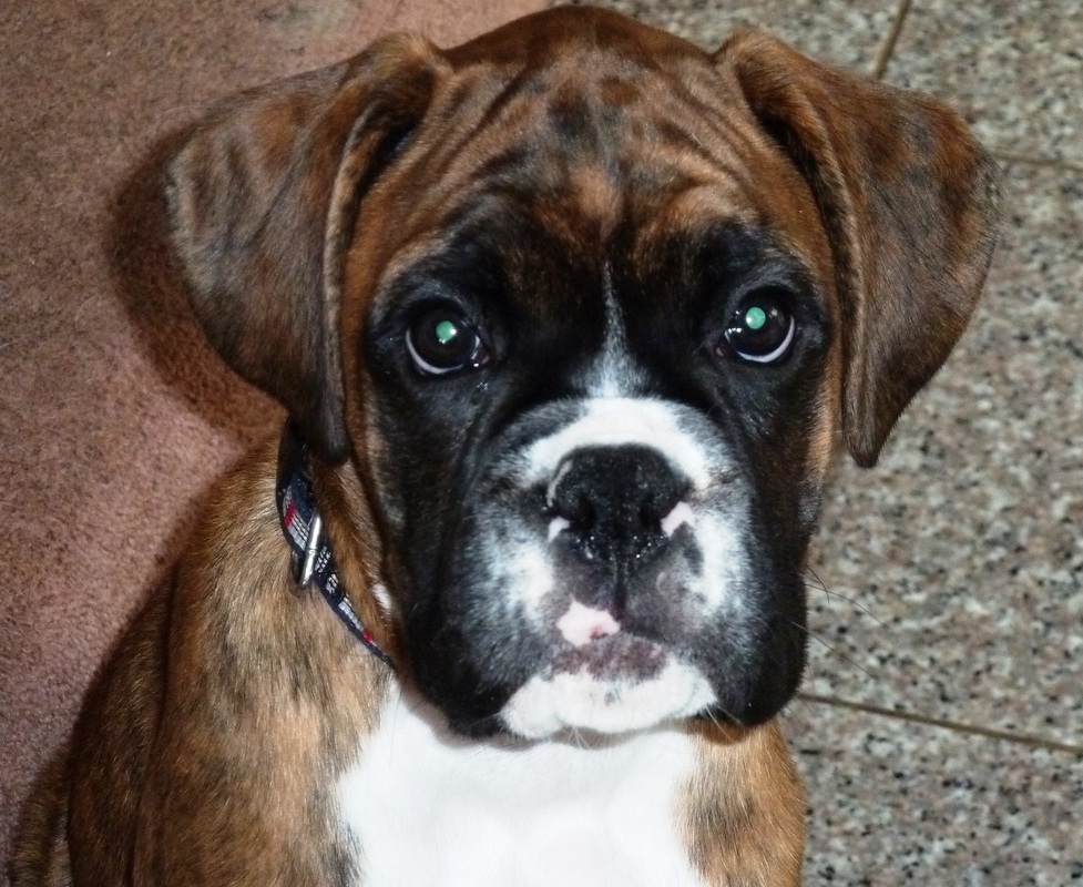 miruby boxer pup, KC registered, quality pup, well boned, chunky puppy