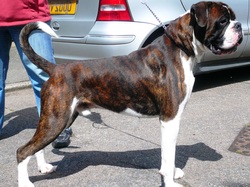miruby boxer dog, chunky boxer, solid construction, flashy brindle/white, first mate